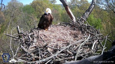 Hanover Eagles Live Cam - Apr 21, 2026, 3:23pm EDT
