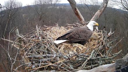 Hanover Eagles Live Cam - Dec 23, 2025, 3:09pm EST