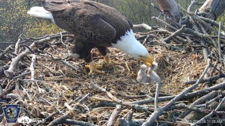Hanover Eagles Live Cam - Apr 15, 2026, 9:31am EDT