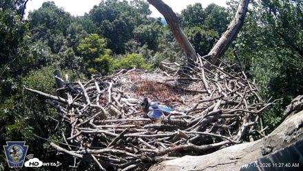 Hanover Eagles Live Cam - Jul 15, 2026, 11:28am EDT