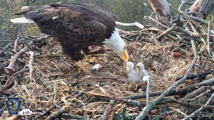 Hanover Eagles Live Cam - Apr 15, 2026, 7:32am EDT