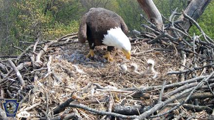Hanover Eagles Live Cam - Apr 17, 2026, 2:31pm EDT