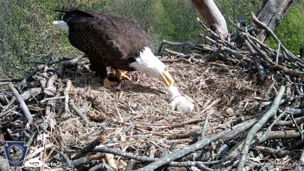 Hanover Eagles Live Cam - Apr 19, 2026, 3:33pm EDT