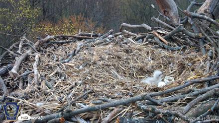 Hanover Eagles Live Cam - Apr 13, 2026, 6:42am EDT