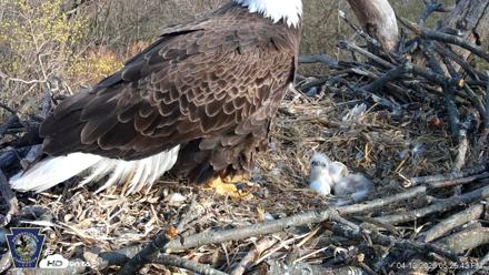 Hanover Eagles Live Cam - Apr 12, 2026, 5:26pm EDT