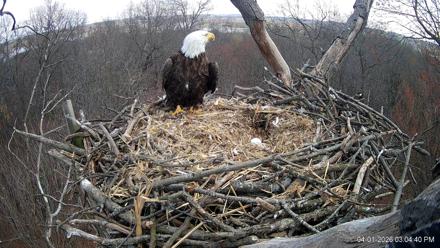 Hanover Eagles Live Cam - Apr 1, 2026, 3:05pm EDT