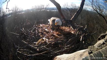 Hanover Eagles Live Cam - Feb 21, 2026, 8:30am EST
