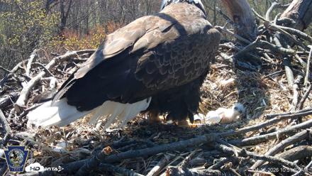Hanover Eagles Live Cam - Apr 12, 2026, 10:51am EDT