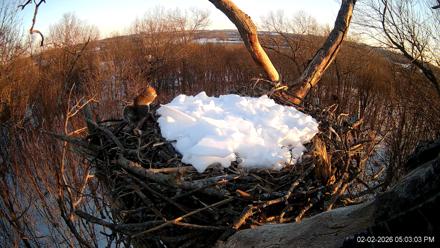 Hanover Eagles Live Cam - Feb 2, 2026, 5:04pm EST