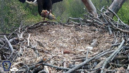Hanover Eagles Live Cam - Apr 20, 2026, 12:42pm EDT