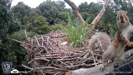 Hanover Eagles Live Cam - Aug 20, 2026, 6:52am EDT