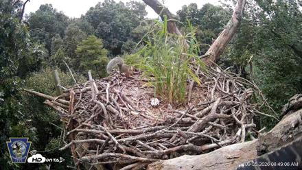 Hanover Eagles Live Cam - Sep 5, 2026, 8:49am EDT