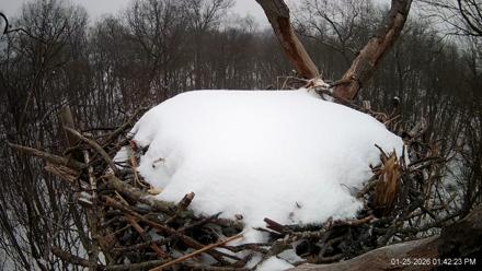 Hanover Eagles Live Cam - Jan 25, 2026, 1:43pm EST