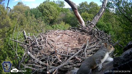 Hanover Eagles Live Cam - May 1, 2026, 4:28pm EDT