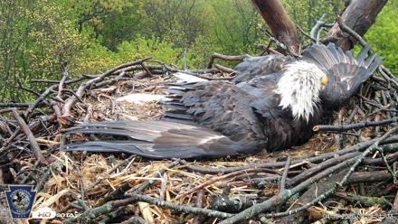 Hanover Eagles Live Cam - Apr 19, 2026, 9:40am EDT