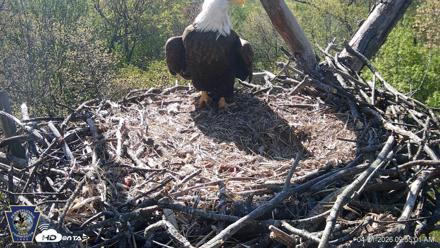Hanover Eagles Live Cam - Apr 21, 2026, 9:55am EDT