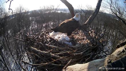 Hanover Eagles Live Cam - Feb 14, 2026, 9:07am EST
