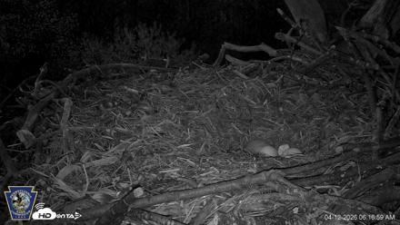 Hanover Eagles Live Cam - Apr 12, 2026, 6:17am EDT