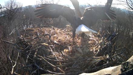 Hanover Eagles Live Cam - Dec 18, 2025, 9:56am EST