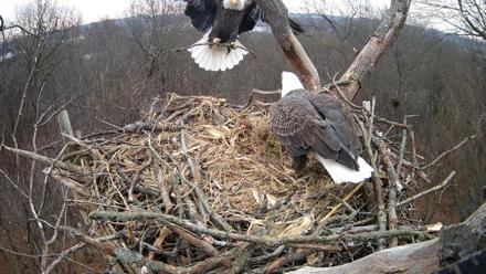 Hanover Eagles Live Cam - Dec 10, 2025, 10:54am EST