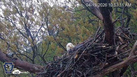 Hanover Eagles Live Cam - Apr 19, 2026, 10:54am EDT