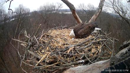 Hanover Eagles Live Cam - Mar 2, 2026, 3:30pm EST