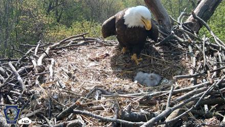 Hanover Eagles Live Cam - Apr 17, 2026, 10:38am EDT