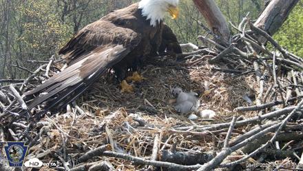 Hanover Eagles Live Cam - Apr 16, 2026, 10:33am EDT
