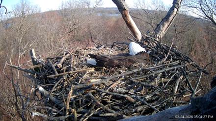 Hanover Eagles Live Cam - Mar 24, 2026, 5:04pm EDT
