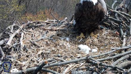 Hanover Eagles Live Cam - Apr 12, 2026, 2:35pm EDT