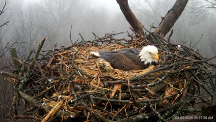 Hanover Eagles Live Cam - Mar 5, 2026, 6:58am EST