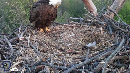 Hanover Eagles Live Cam - Apr 19, 2026, 7:53pm EDT