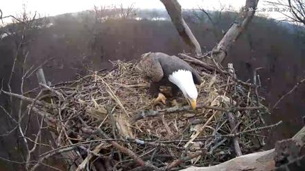 Hanover Eagles Live Cam - Dec 10, 2025, 8:19am EST