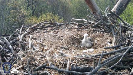 Hanover Eagles Live Cam - Apr 16, 2026, 9:50am EDT