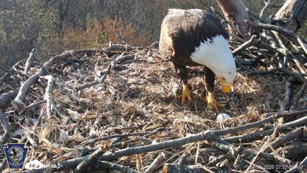 Hanover Eagles Live Cam - Apr 11, 2026, 7:58am EDT
