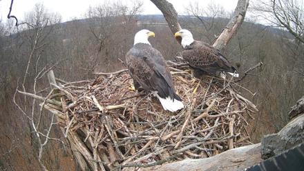 Hanover Eagles Live Cam - Dec 5, 2025, 2:07pm EST
