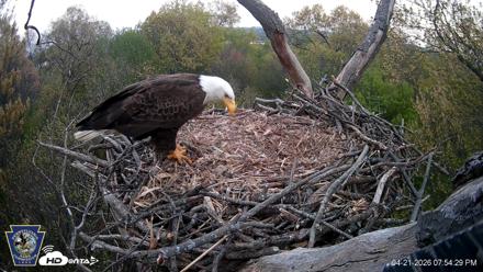 Hanover Eagles Live Cam - Apr 21, 2026, 7:55pm EDT