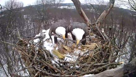 Hanover Eagles Live Cam - Dec 15, 2025, 12:34pm EST