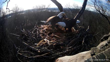 Hanover Eagles Live Cam - Feb 21, 2026, 8:36am EST