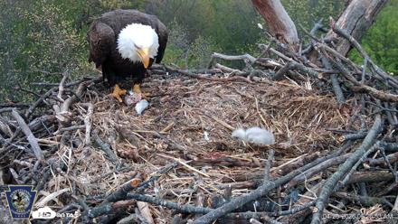 Hanover Eagles Live Cam - Apr 20, 2026, 6:27am EDT