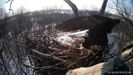 Hanover Eagles Live Cam - Feb 14, 2026, 9:00am EST