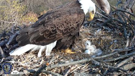 Hanover Eagles Live Cam - Apr 12, 2026, 5:26pm EDT