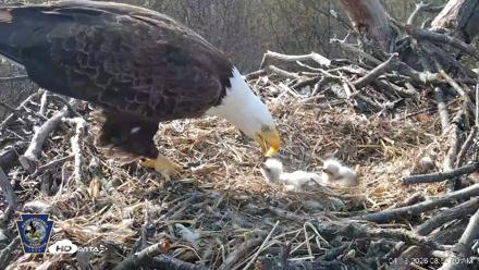 Hanover Eagles Live Cam - Apr 13, 2026, 8:53am EDT