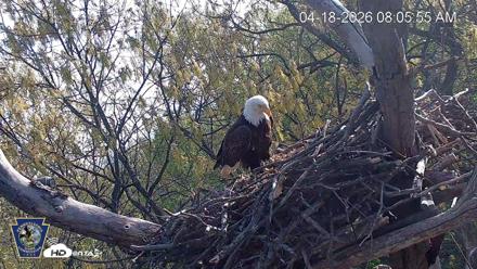 Hanover Eagles Live Cam - Apr 18, 2026, 8:06am EDT