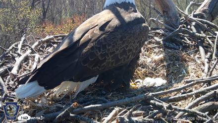 Hanover Eagles Live Cam - Apr 12, 2026, 10:52am EDT