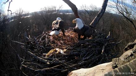 Hanover Eagles Live Cam - Feb 21, 2026, 8:12am EST