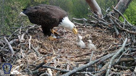 Hanover Eagles Live Cam - Apr 19, 2026, 2:13pm EDT