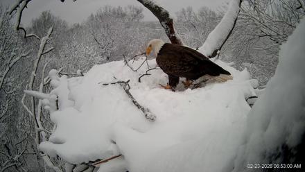 Hanover Eagles Live Cam - Feb 23, 2026, 6:53am EST