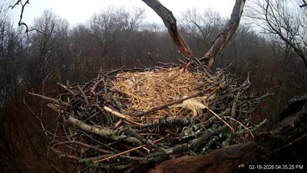 Hanover Eagles Live Cam - Feb 19, 2026, 4:35pm EST