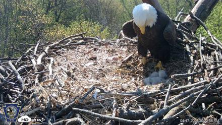 Hanover Eagles Live Cam - Apr 17, 2026, 10:23am EDT